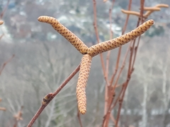 Corylus