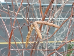 Corylus