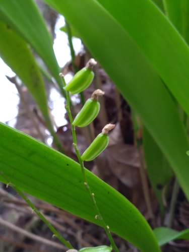 Stelis gelida, photograph 5