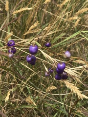 Dianella longifolia