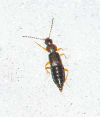 Carcinocephalus flavidus
