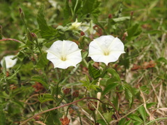 Convolvulus hermanniae