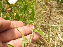 Convolvulus hermanniae