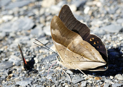 Archaeoprepona chromus chromus