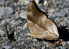 Archaeoprepona chromus chromus