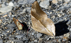 Archaeoprepona chromus chromus