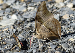 Archaeoprepona chromus chromus