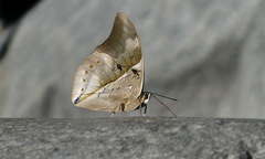 Archaeoprepona chromus chromus