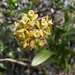 Big-mouth Star Orchid - Photo (c) Scott Ward, some rights reserved (CC BY), uploaded by Scott Ward