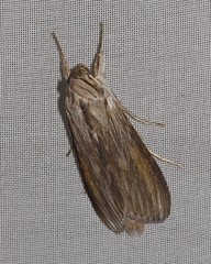 Cucullia umbratica