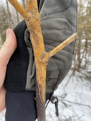 Aurantioporthe corni