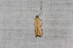 Constrictana constrictana