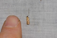 Constrictana constrictana