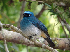 Indigo Flycatcher photo 2