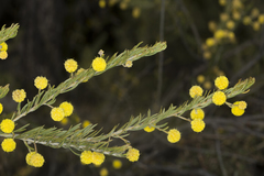 Acacia torringtonensis