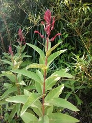 Lobelia tupa