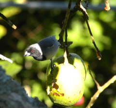 Schistochlamys melanopis