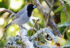 Schistochlamys melanopis