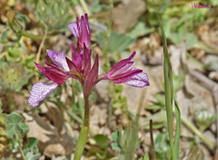 Anacamptis papilionacea grandiflora