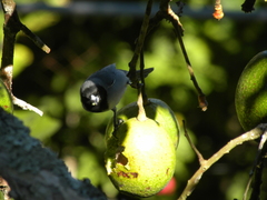 Schistochlamys melanopis