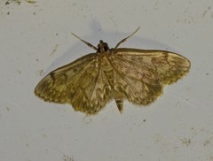 Anania coronata