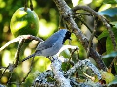 Schistochlamys melanopis