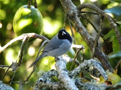 Schistochlamys melanopis