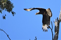 Caracara plancus