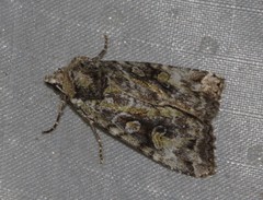 Anaplectoides pressus