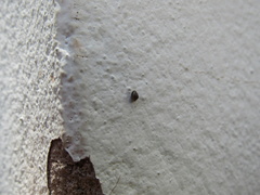 Habroconus semenlini