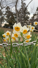 Narcissus tazetta