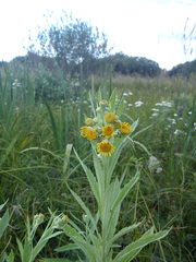 Jacobaea paludosa lanata
