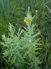 Jacobaea paludosa lanata