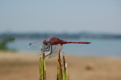 Trithemis arteriosa