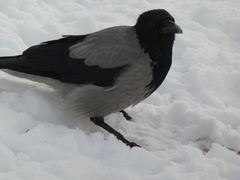 Corvus cornix