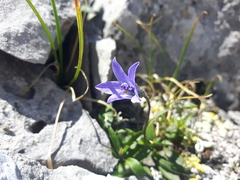Campanula uniflora