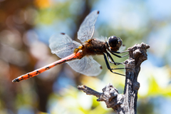 Austrothemis nigrescens