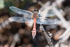 Austrothemis nigrescens
