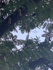 Tamarindus