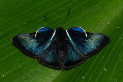 Symmachia falcistriga