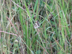 Phyciodes phaon phaon