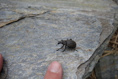 Lyperobius cupiendus