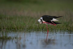 Himantopus mexicanus