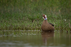 Anas bahamensis