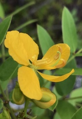 Senna chapmanii