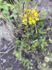 Erysimum inconspicuum