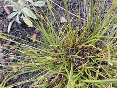 Carex rossii