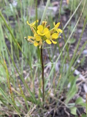Erysimum inconspicuum