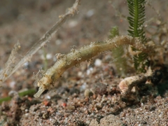 Acentronura breviperula