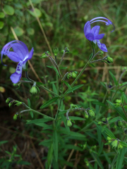 Trichostema setaceum